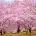 campo com árvore de flores de sakura (cerejeira)