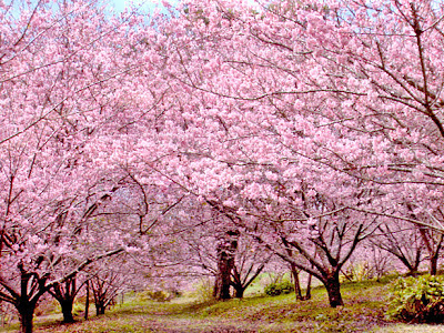 Flor de Cerejeira - Significado